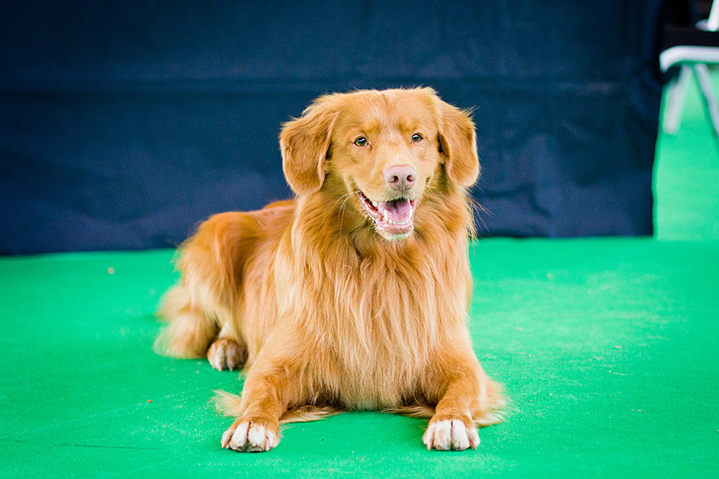 Edison liegt auf dem Ringboden und lächelt frontal in die Kamera