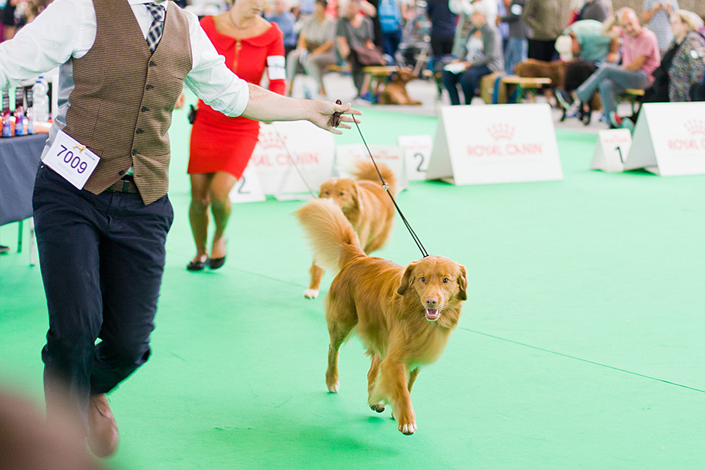 Edison fliegt förmlich geführt von Stephan durch den Ring