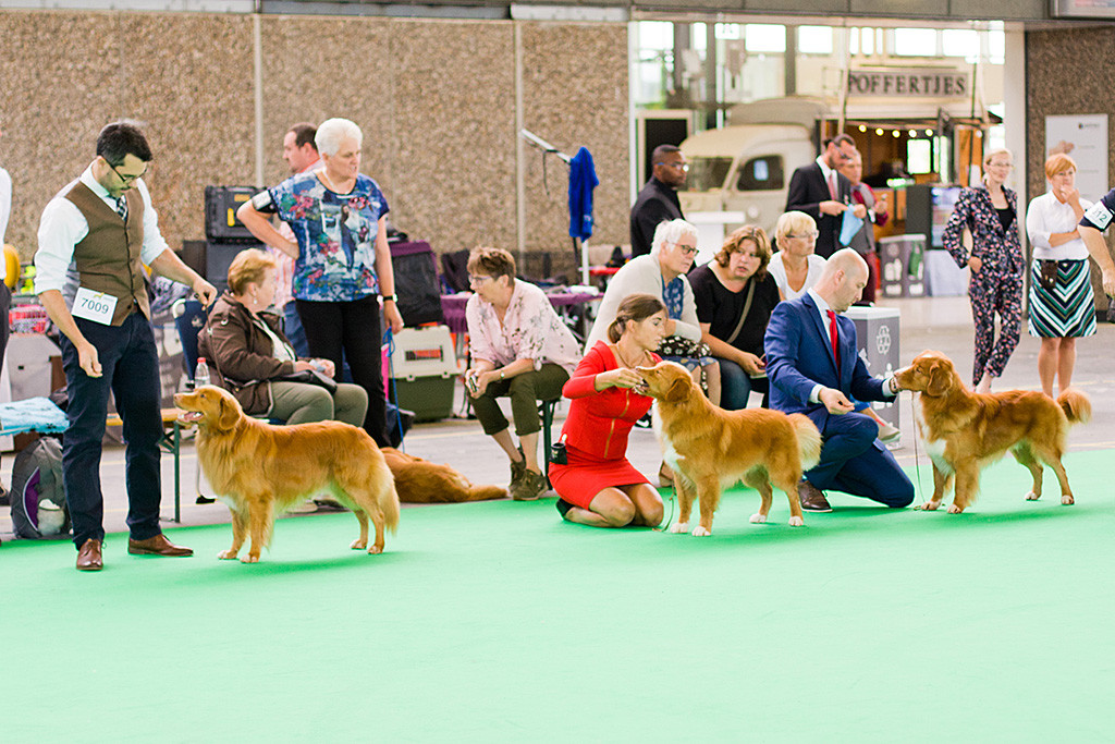 Edison steht in der Championklasse zusammen mit »JavaHill’s RedHot Sensation« und »JavaHill’s Rider In The Sky« im Ring