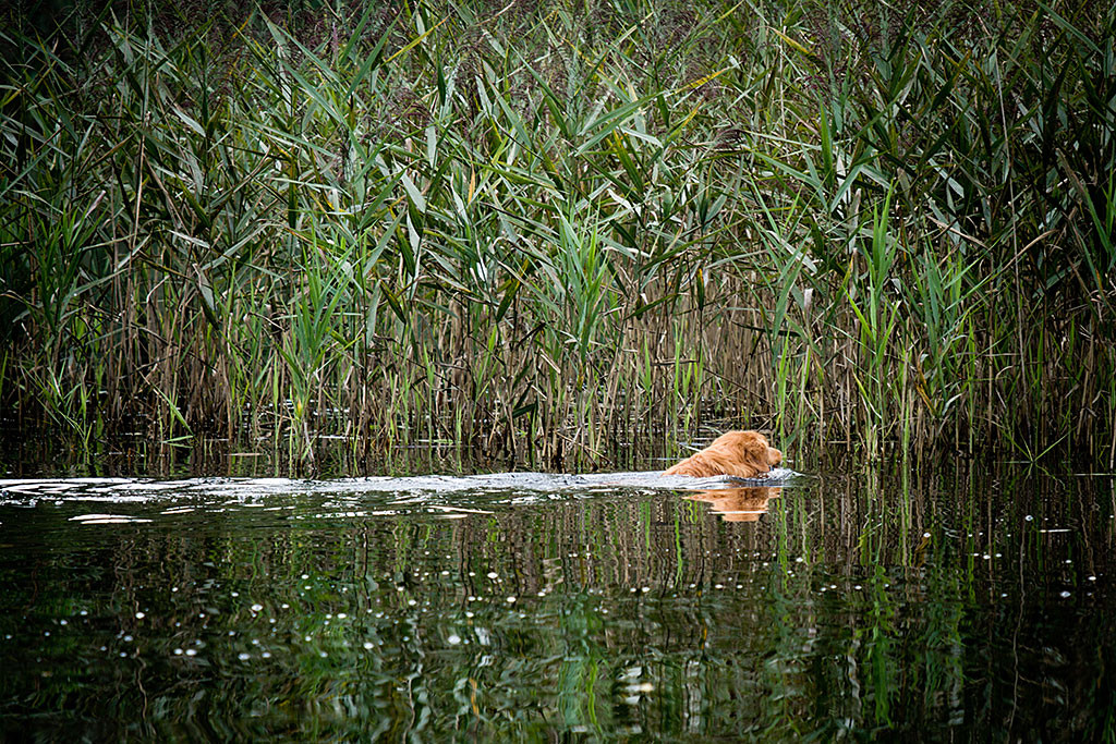 Edison schwimmt auf eine Schilfwand zu