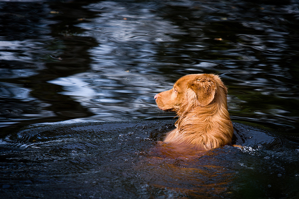 Edison schaut im Wasser nach links