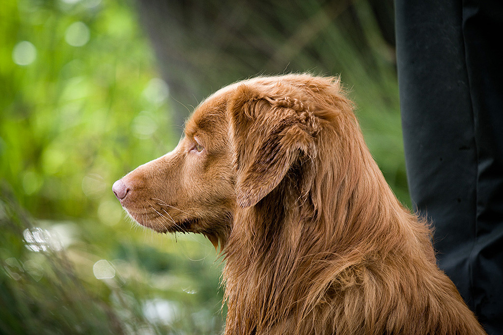 Edisons Kopf in Nahaufname während er auf den See hinaus schaut