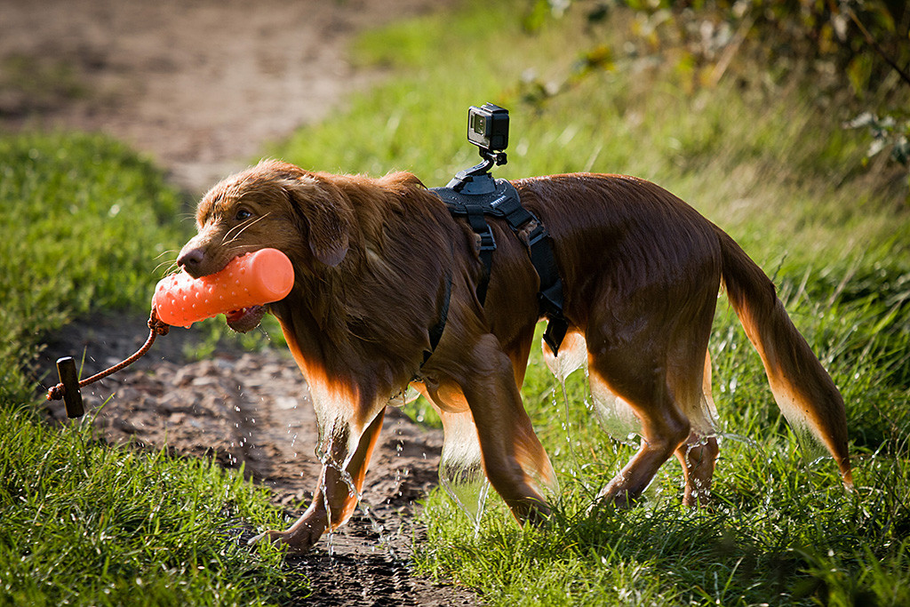 Edison läuft klitschnass mit Dummy im Fang und GoPro auf dem Rücken zurück zu Stephan