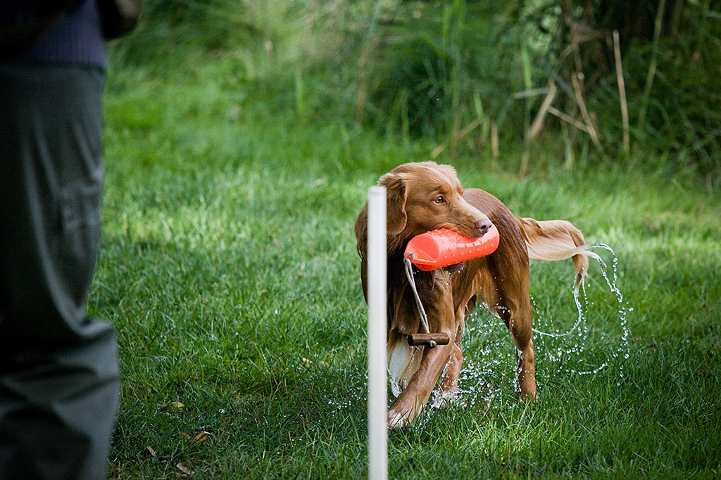 Edison bringt klitschnass den Dummy zu Stephan zurück