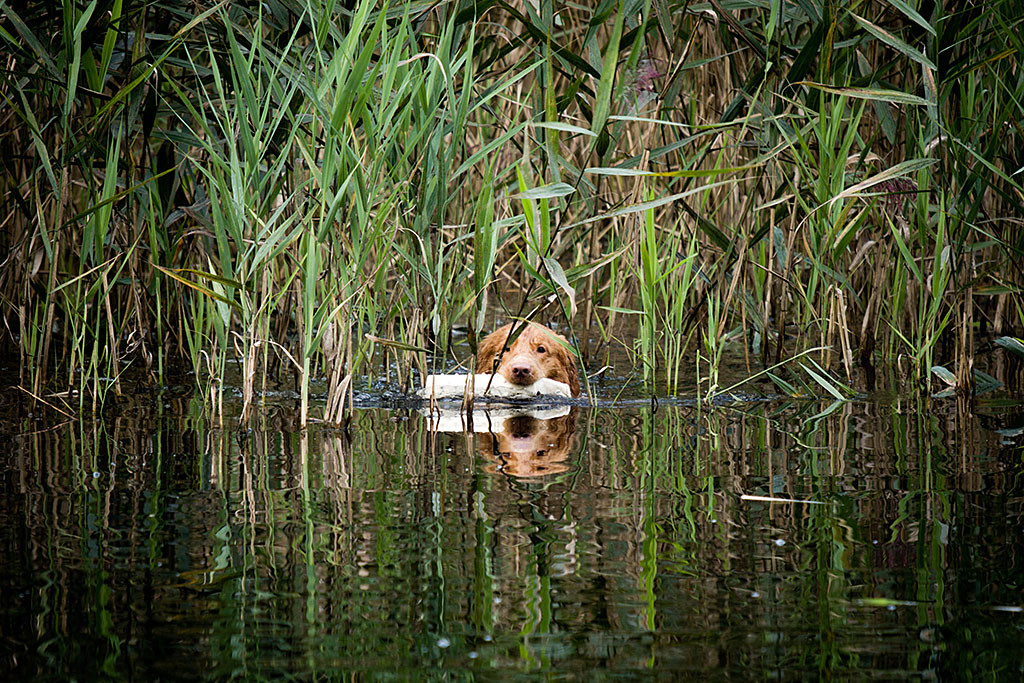 Edison kehrt mit einem Dummy im Fang aus dem Schilf zurück