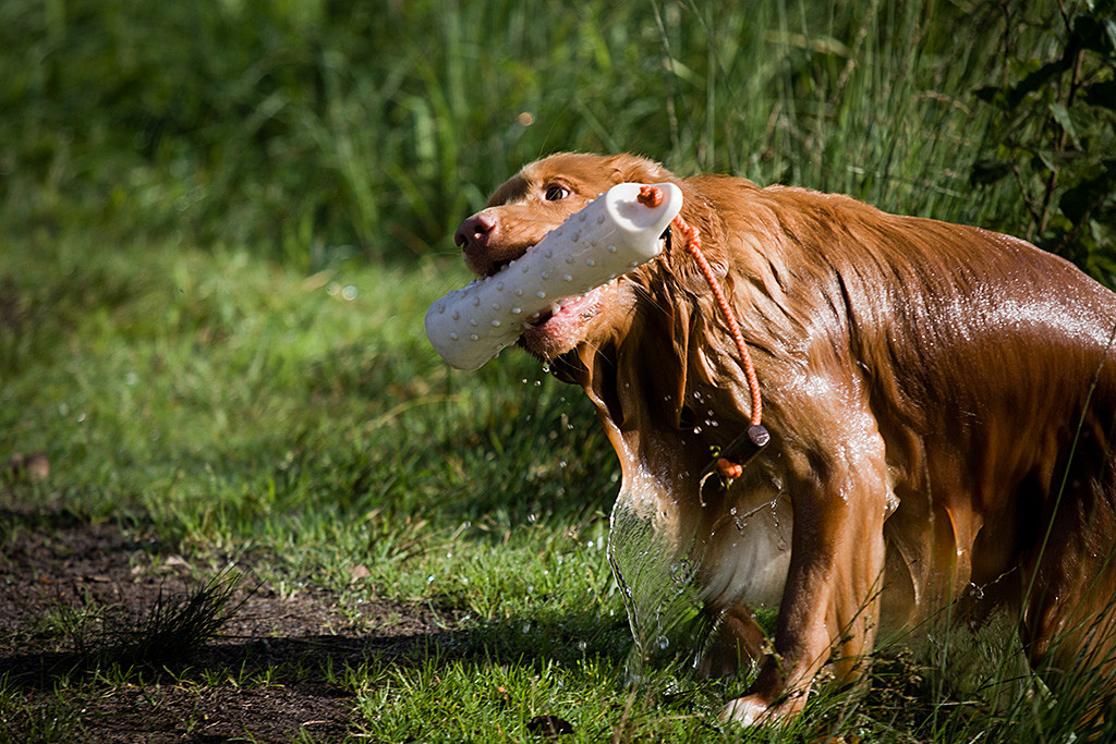 Edison steigt mit dem Dummy im Fang aus dem Wasser während das Wasser noch an ihm herunterläuft