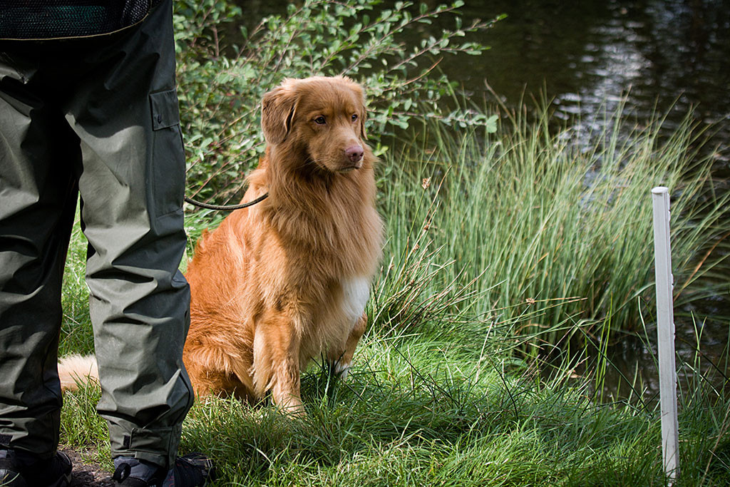 Edison sitzt angeleint vor Stephan ud schaut aufmerksam zur Seite