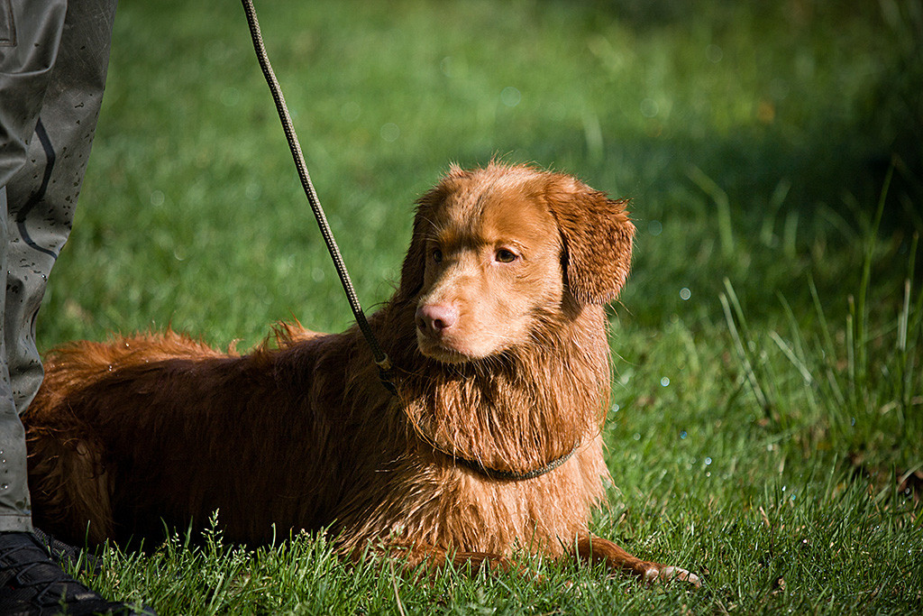 Edison liegt angeleint und nass neben Stephan
