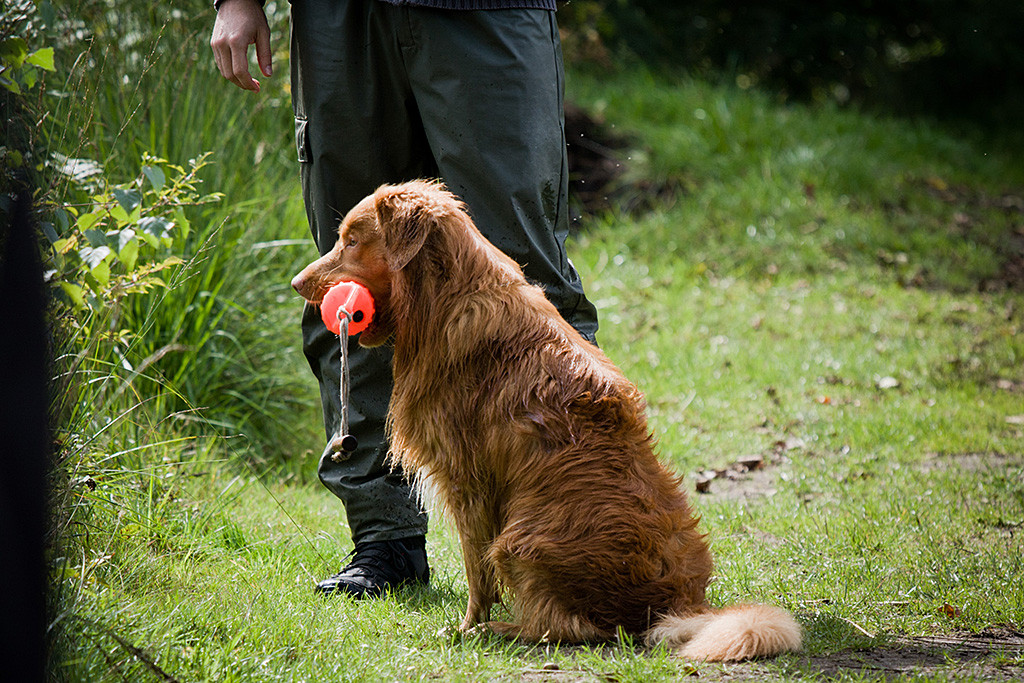 Edison sitzt nass mit Dummy im Fang neben Stephan
