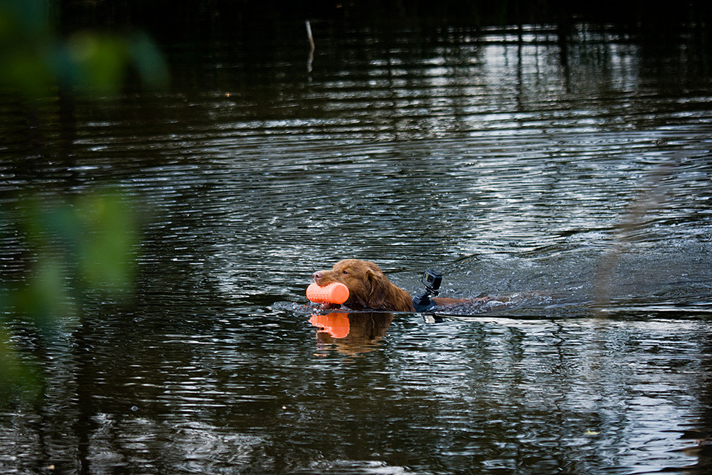 Edison schwimmt mit Dummy im Fang und GoPro auf dem Rücken zurück zu Stephan