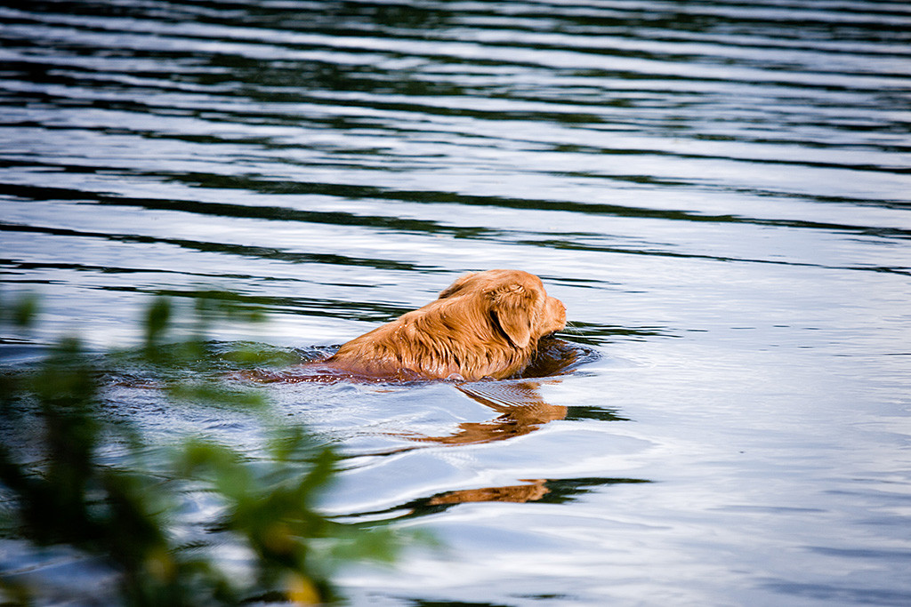 Edison schwimmt auf den See hinaus
