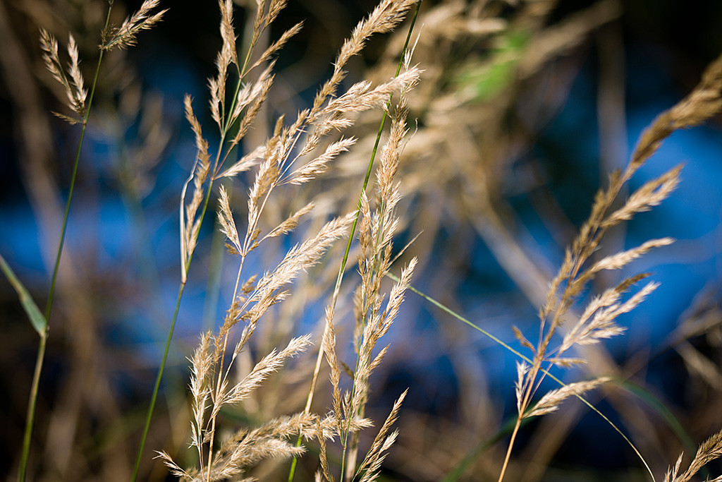 Gräser in Nahaufnahme