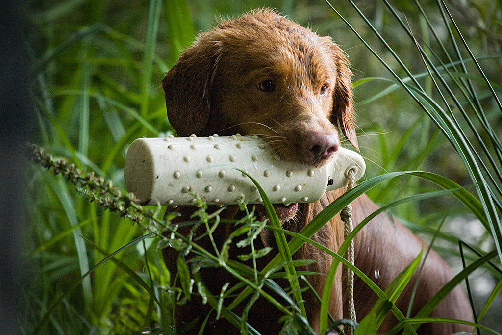 Edison steigt mit Dummy im Fang aus dem Wasser