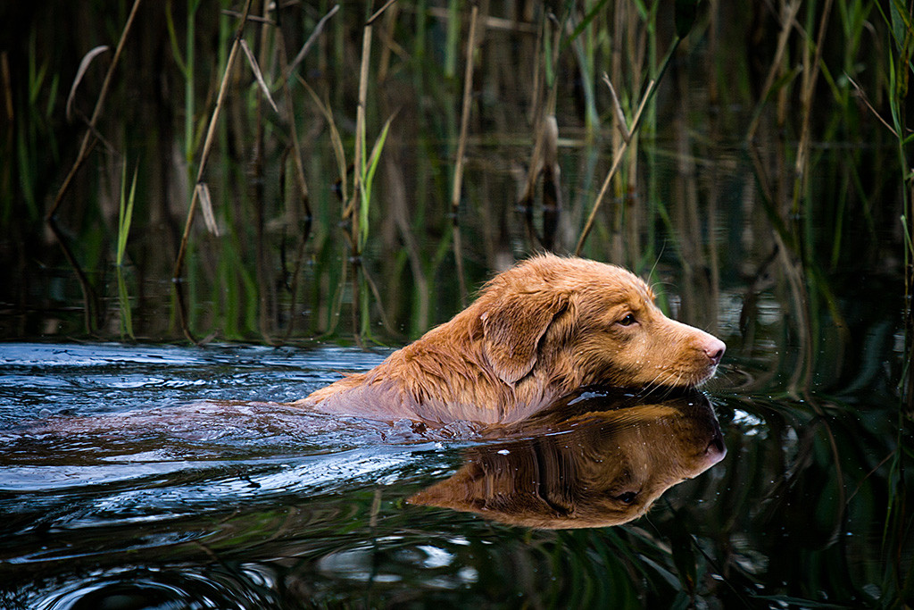 Edison im Wasser auf dem Weg zum nächsten Dummy im Schilf