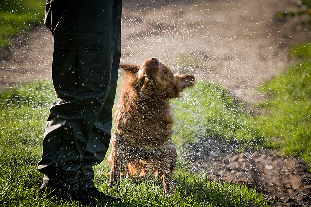 Edison schüttelt das Wasser aus seinem Fell