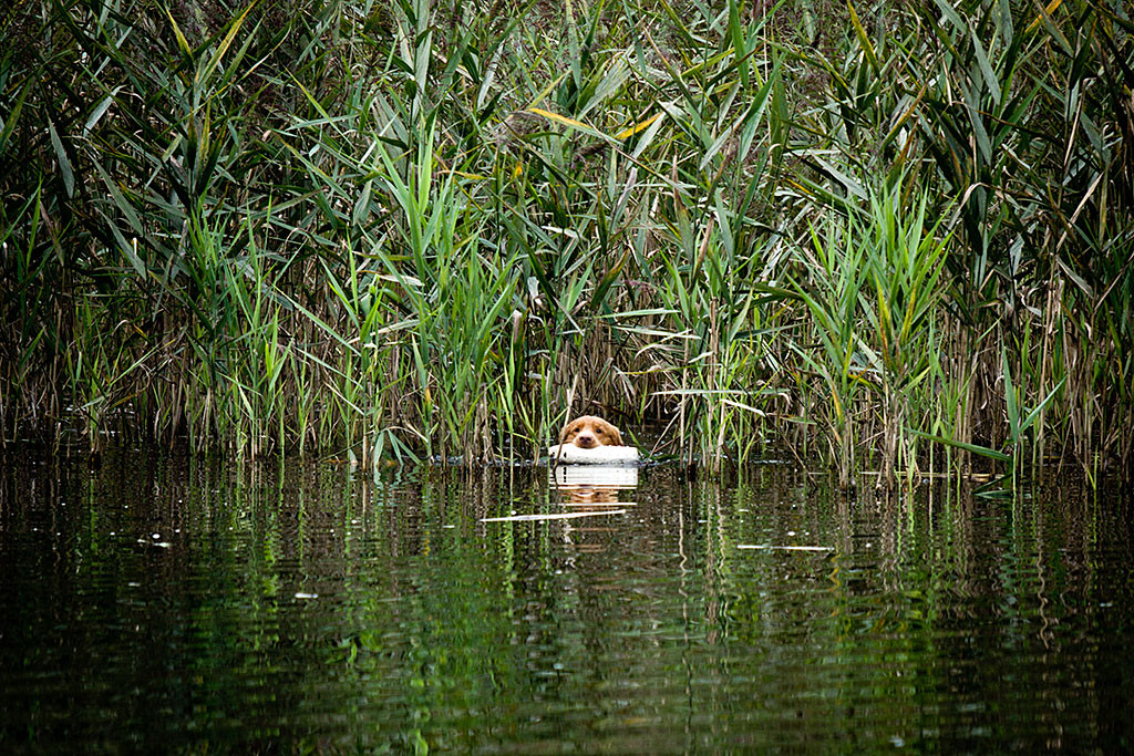 Edison kommt mit einem Dummy im Fang aus dem Schilf