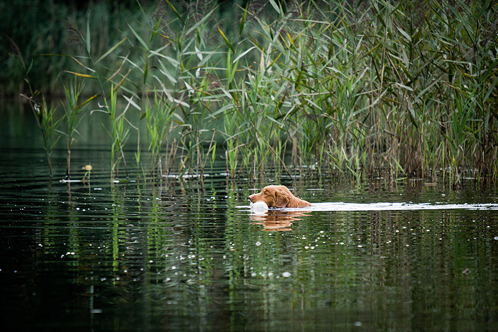 Edison schwimmt mit einem Dummy im Fang den langen Weg aus dem Schilf zurück