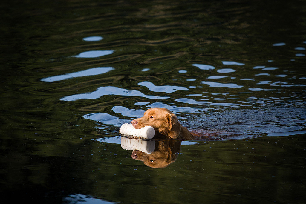 Edisons erster Wasserapport am Morgen