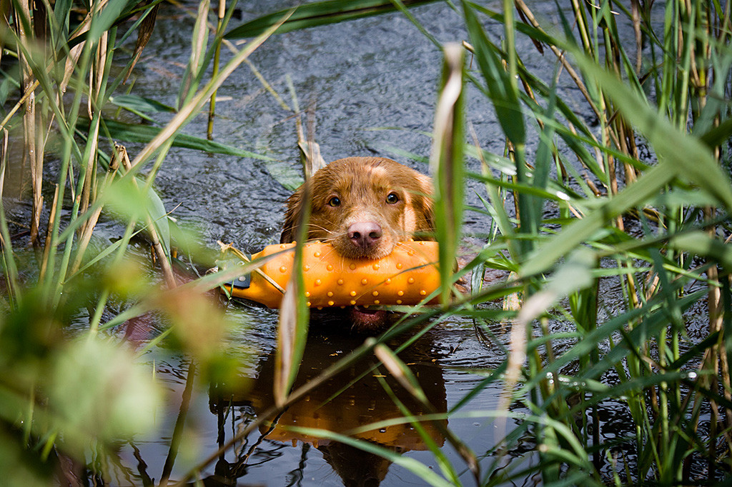 Edison schwimmt mit Dummy im Fang durchs Schilf