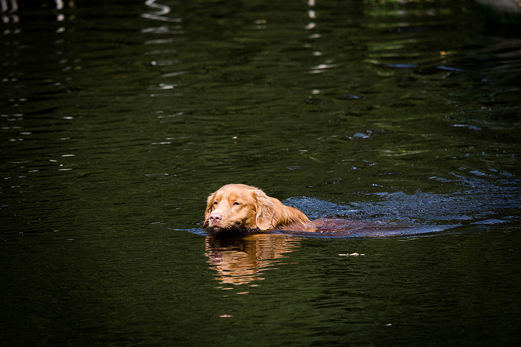 Edison schwimmt Blick voraus im See