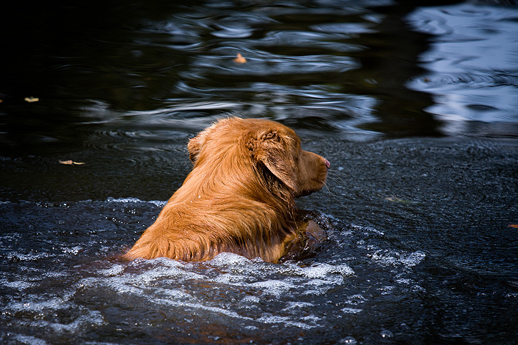 Edison ist gerade ins Wasser gesprungen und schwimmt los