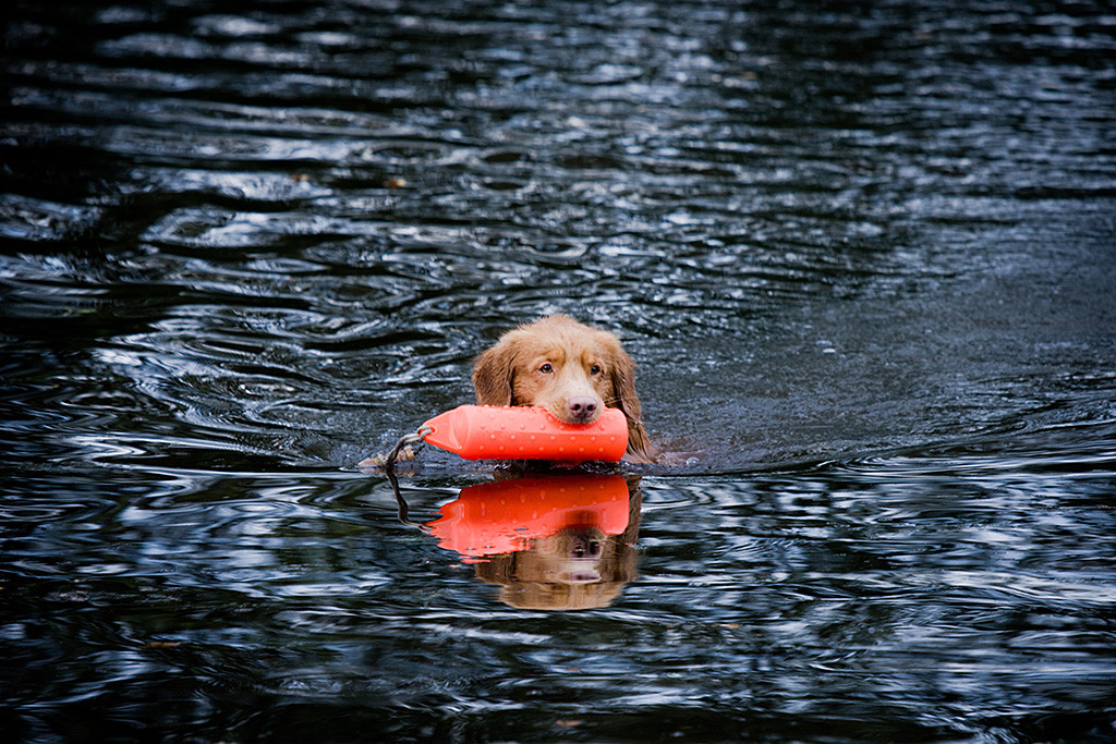 Edison schwimmt mit rotem Dummy im Fang durchs Wasser