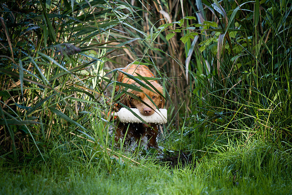Edison kehr aus dem Schilf mit einem Dummy im Fang zurück