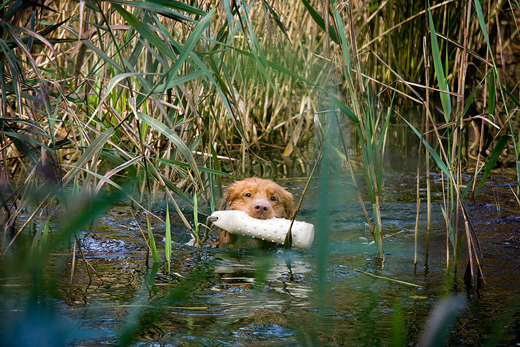 Edison schwimmt durchs Schilf mit einem Dummy im Fang
