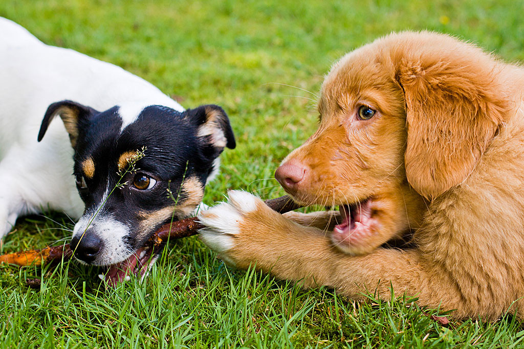 Edison und Oreo kauen gemeinsam an einem Stöckchen