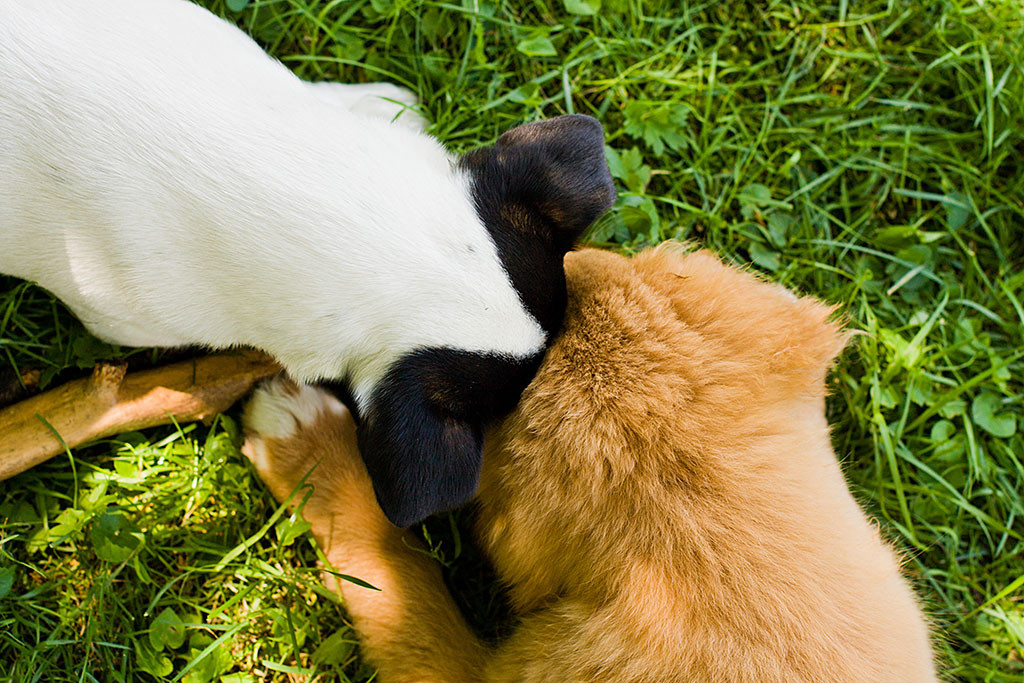 Edison und Oreo Kopf an Kopf gekuschelt