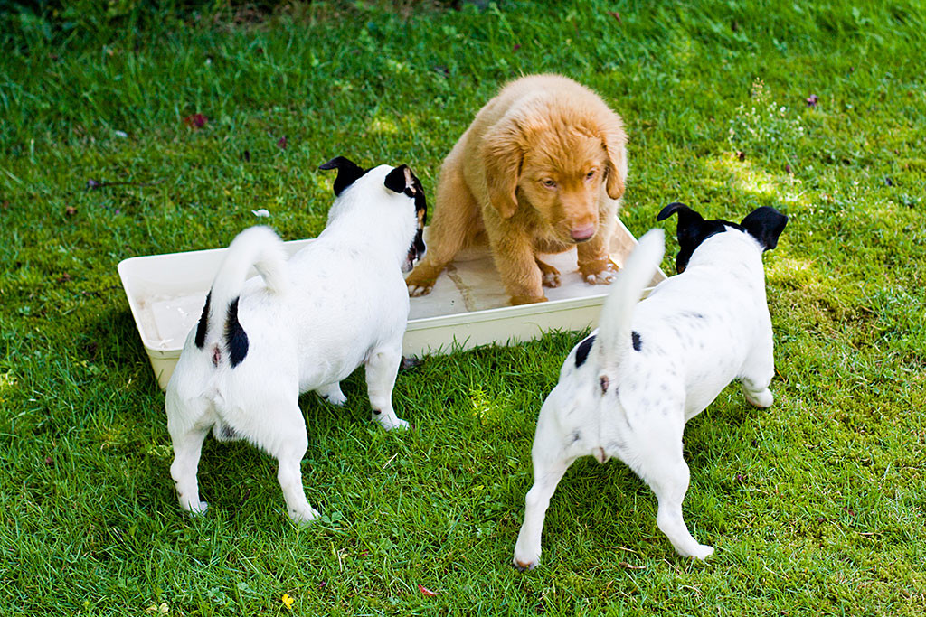 Edison sitz im Wasserbassin und begutachtet Nelli