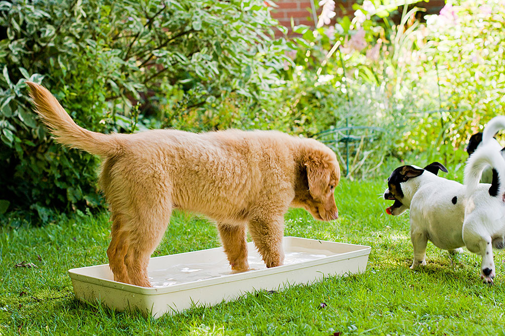 Edison steht im Wasserbassin, Oreo und Nelli sind draußen