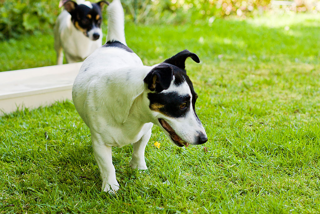 Edison trifft auf Nelli, Oreos Mutter