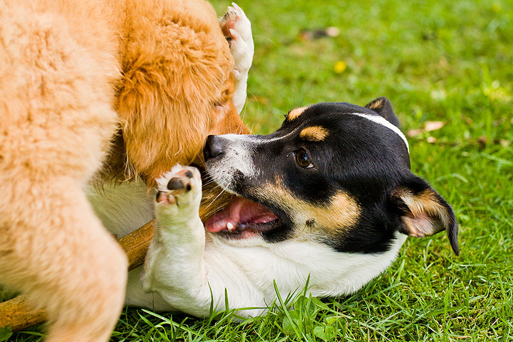 Edison versucht Oreo das Stöckchen aus dem Maul zu klauen