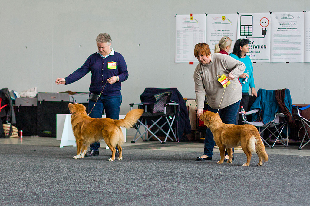 Bei der Wahl zum Rassebesten Rüde »Seawild’s Born to Peform« und Hündin »Princess from Bonaire of Red Glory«