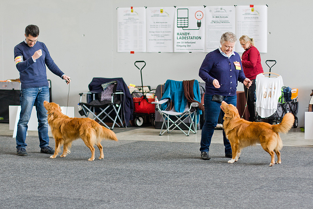 Edison und »Seawild’s Born to Peform« bei der Wahl zum besten Rüden