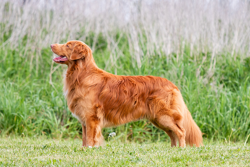 Alba Nuadh Suzy’s Handsome Duckling