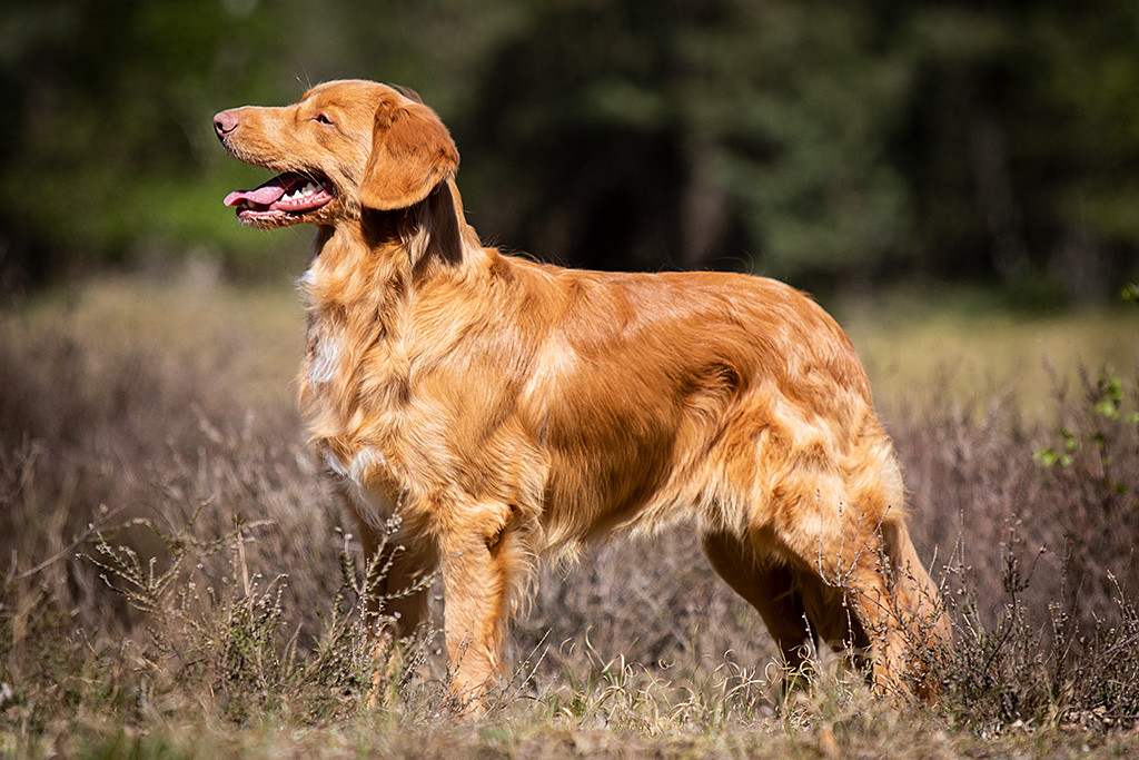 Alba Nuadh Suzy’s Handsome Duckling